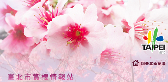 taipei_sakura_01