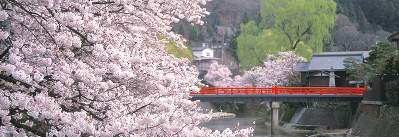 hida-takayama-sakura