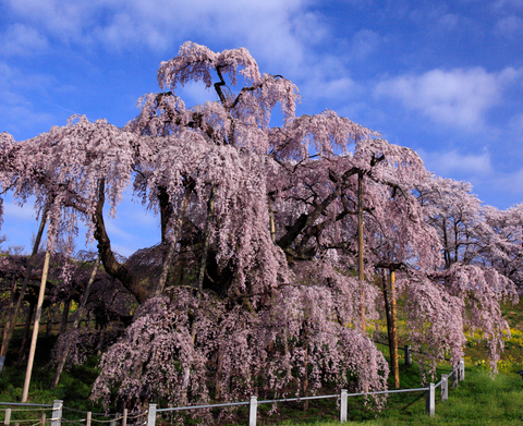 三春瀧櫻（福島縣美春町）