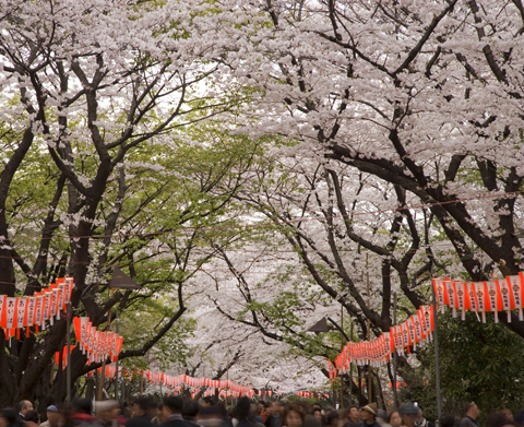 上野恩賜公園（東京都台東區）