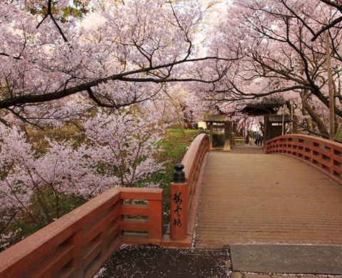 高遠城址公園（長野縣伊那市）