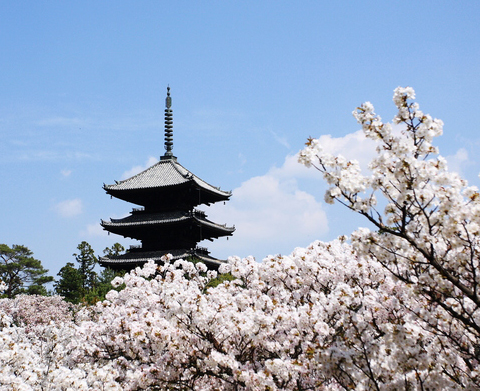 仁和寺（京都市右京區）