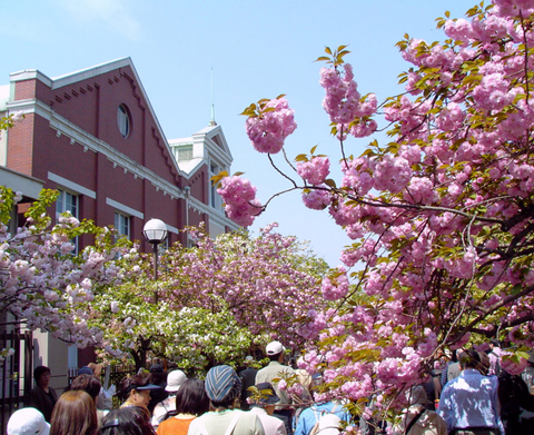 造幣局的櫻花走廊（大阪市北區）