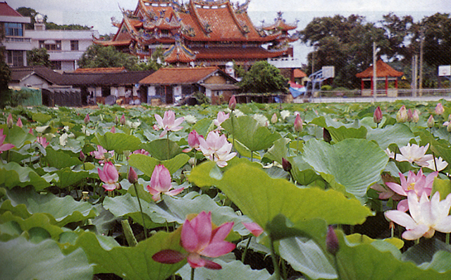 baihe-lotus (10)