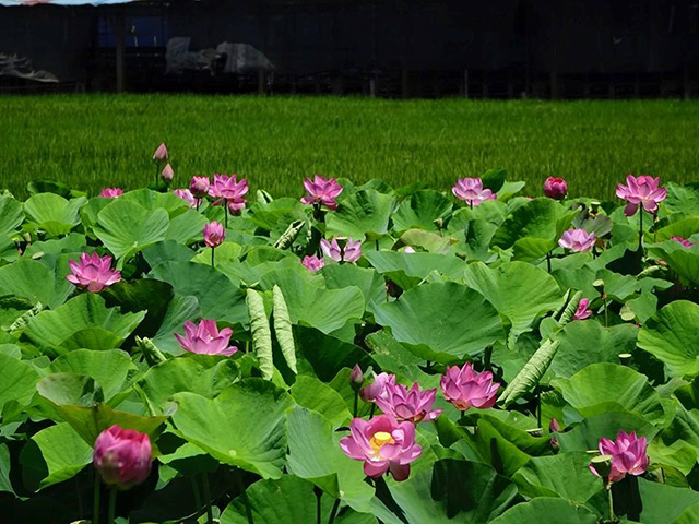 baihe-lotus (2)