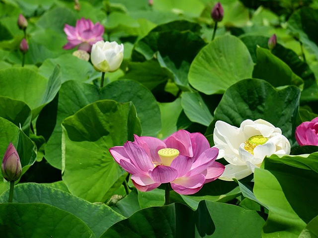 baihe-lotus (3)