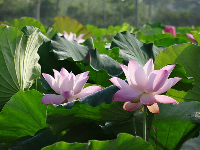 baihe-lotus (7)