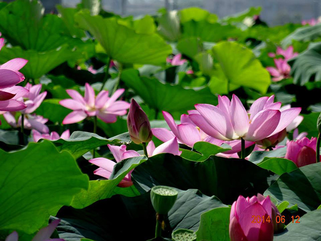 baihe-lotus (9)